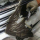 Illustration for article titled Mechanic saves adorable hawk jammed into Lexus grille